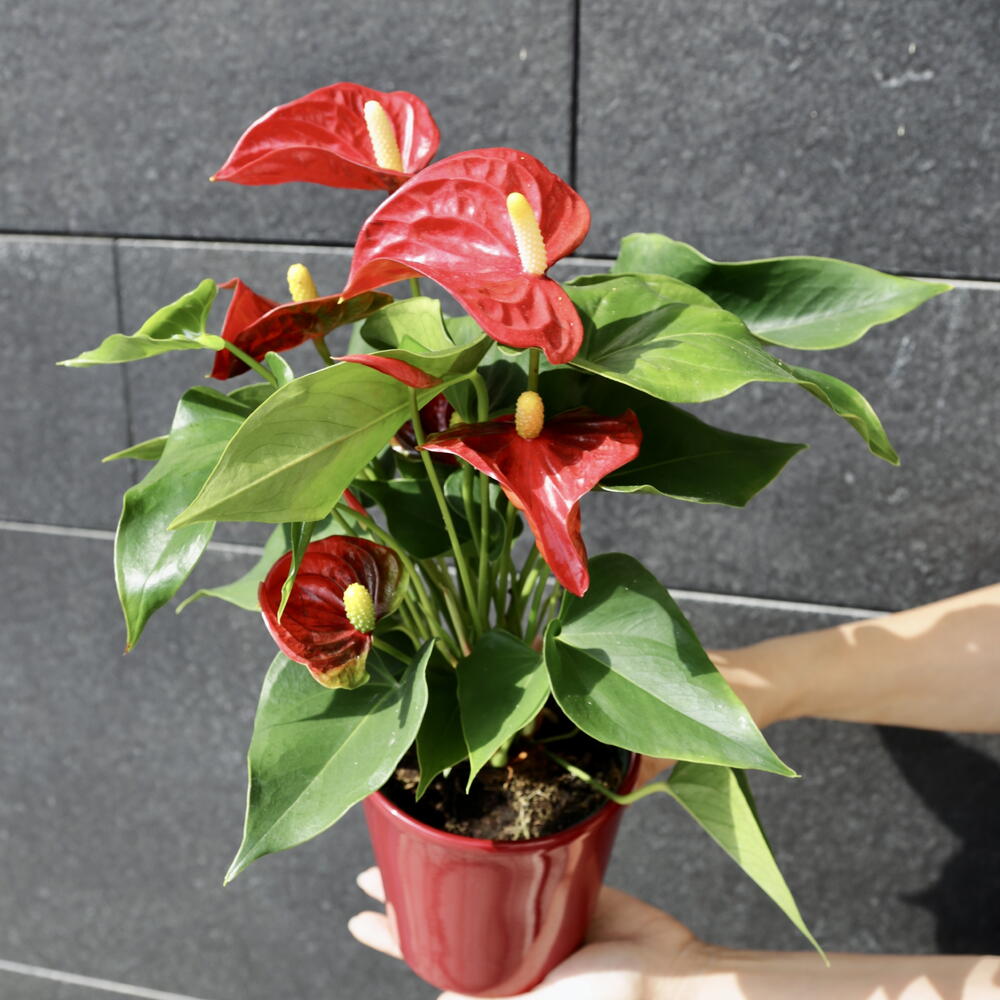 Anthurium rojo con jarrón