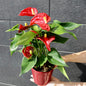 Anthurium rojo con jarrón 